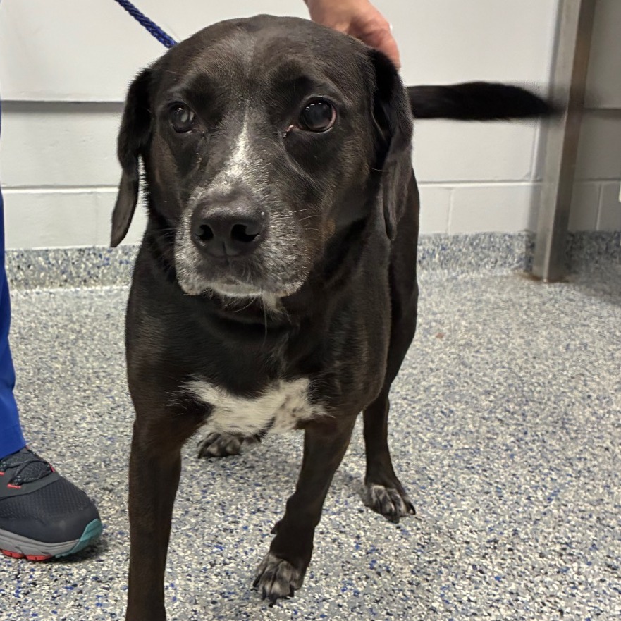Shelter Stray Female Dog last seen , 328 Furman Hall Rd, Greenville, SC 29609, USA