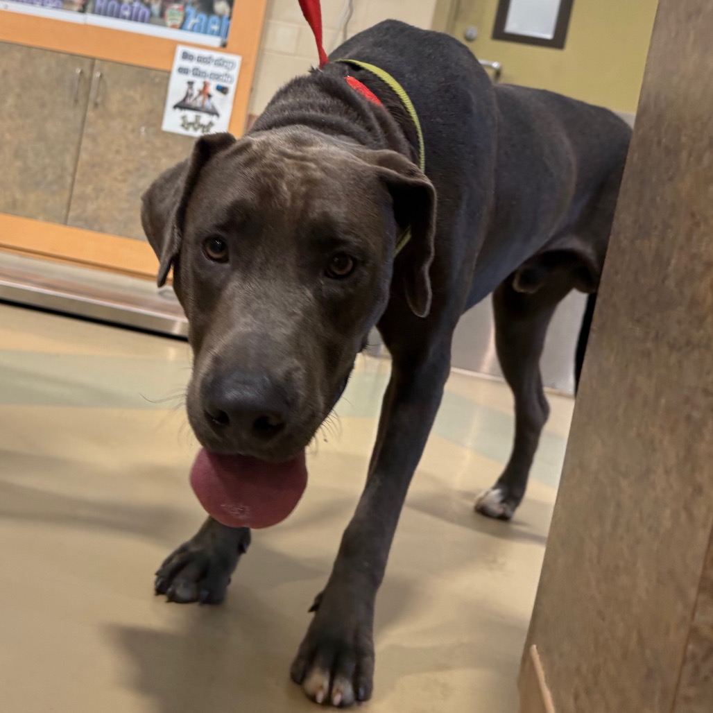 Shelter Stray Male Dog last seen , 5570 Sturmer Park Cir, Winston-Salem, NC 27105, USA