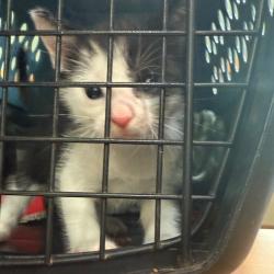 Shelter Stray Male Cat last seen , 5570 Sturmer Park Cir, Winston-Salem, NC 27105, USA