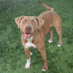 Shelter Stray Female Dog last seen , 361 S Raymond Ave, Pasadena, CA 91105, USA