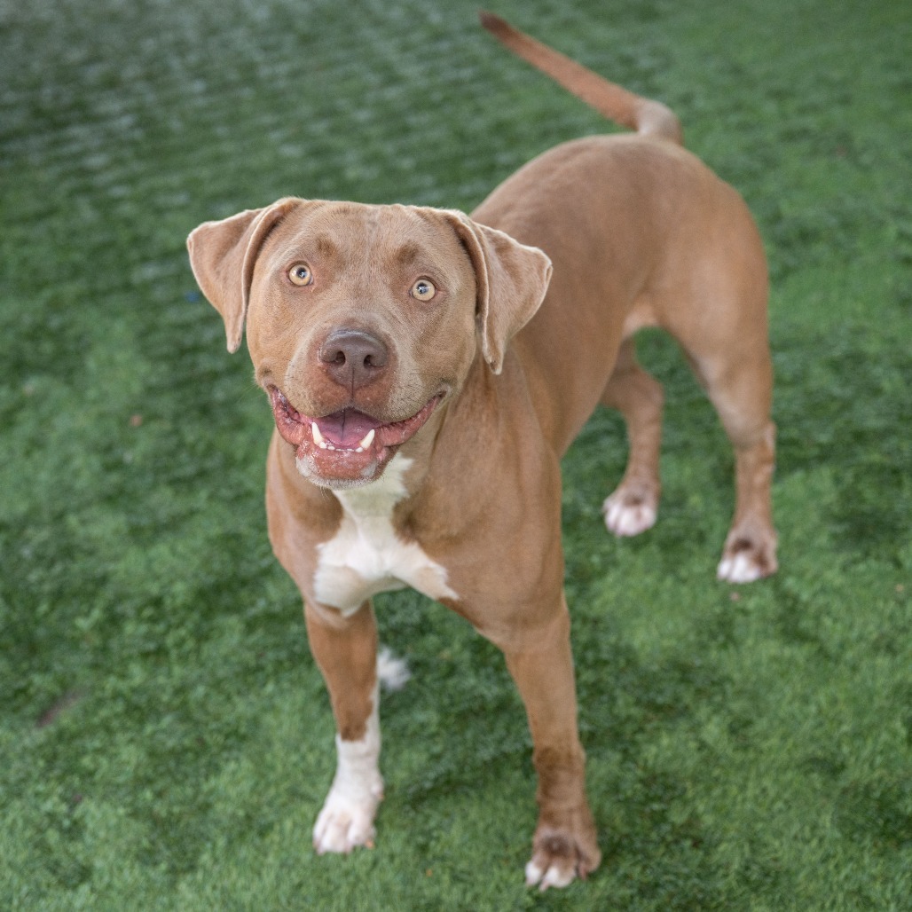 Shelter Stray Female Dog last seen , 361 S Raymond Ave, Pasadena, CA 91105, USA