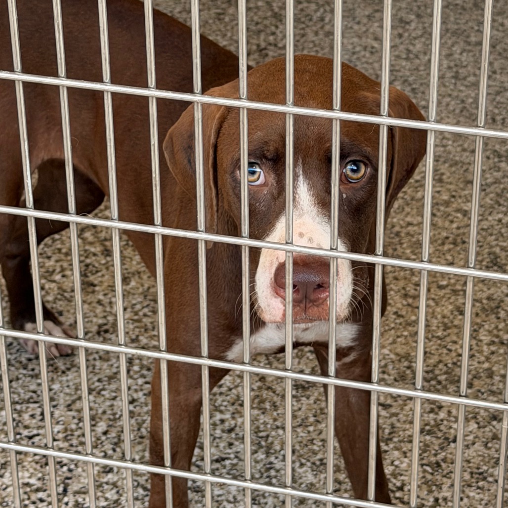 Shelter Stray Female Dog last seen , 425 Kirksey Dr, Morganton, NC 28655, USA
