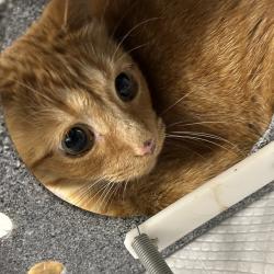 Shelter Stray Unknown Cat last seen , 980 Guilford College Rd, Greensboro, NC 27409, USA
