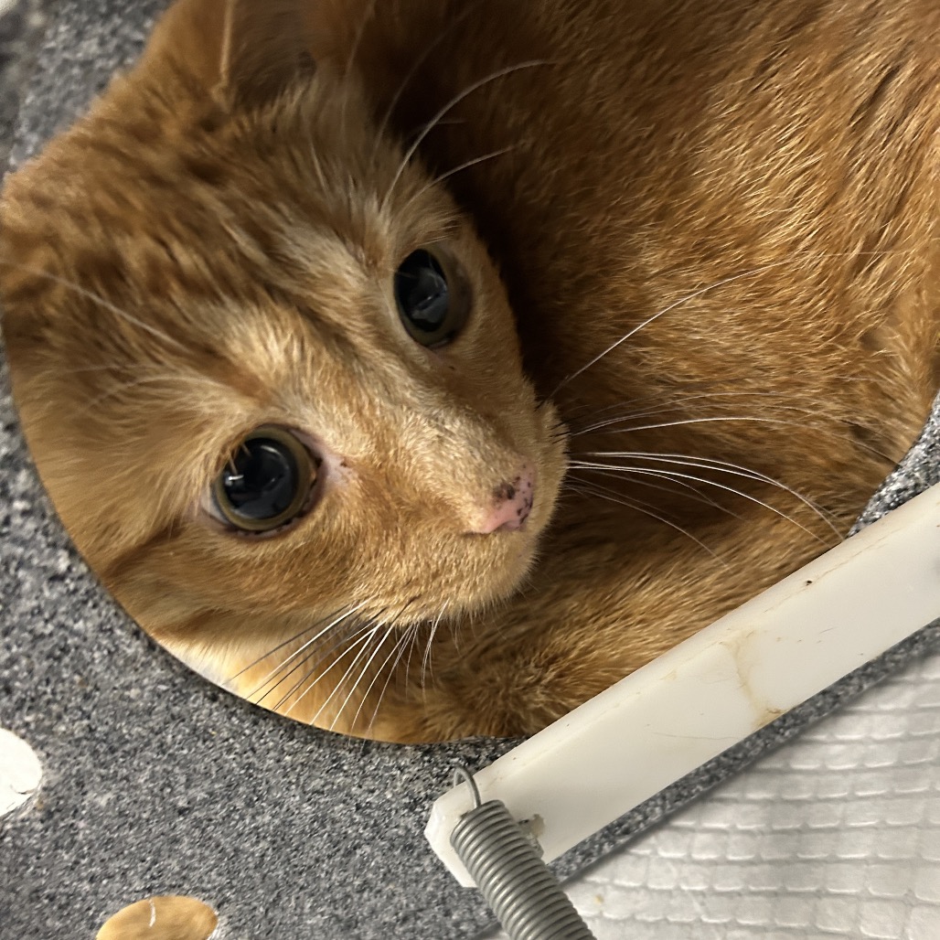 Shelter Stray Unknown Cat last seen , 980 Guilford College Rd, Greensboro, NC 27409, USA