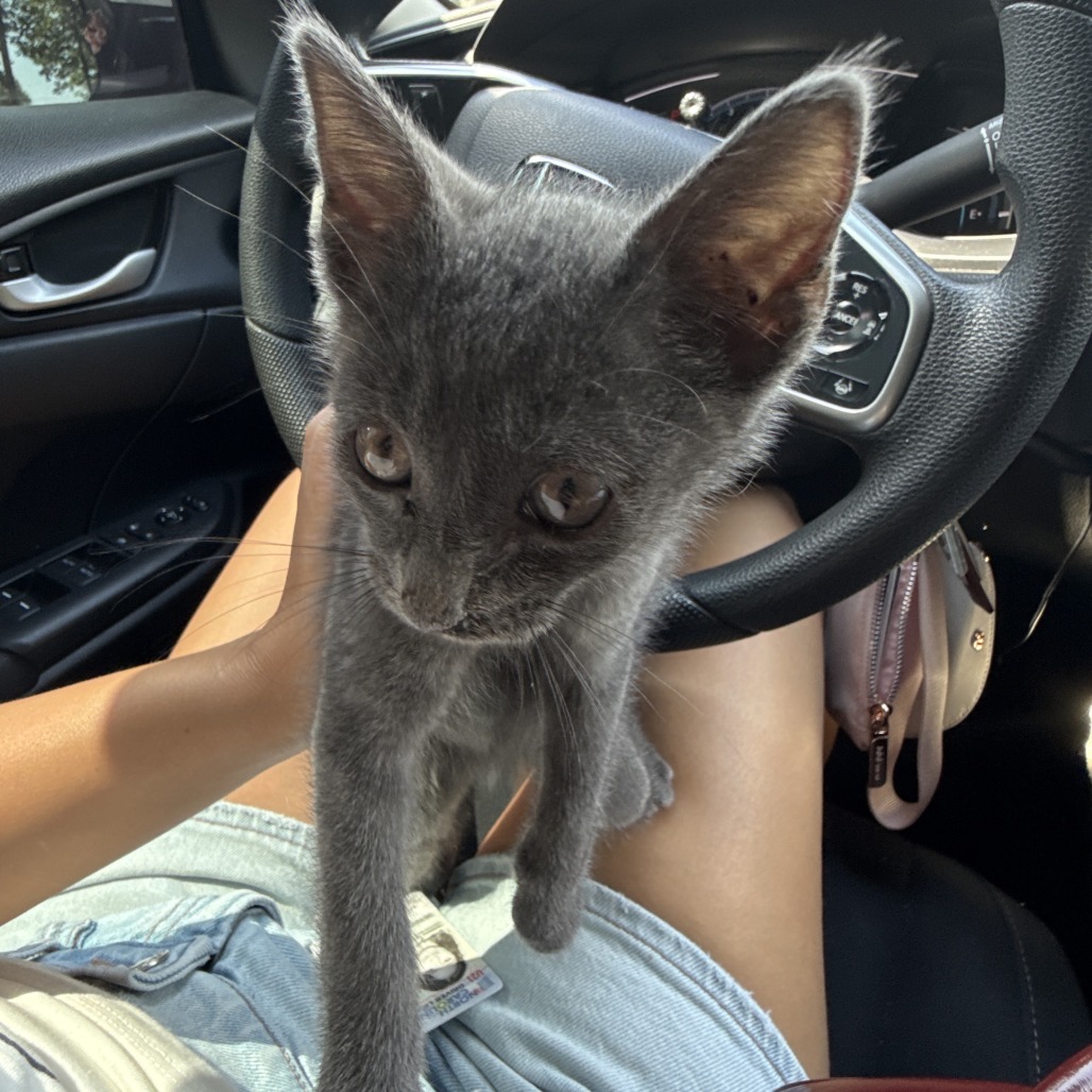Shelter Stray Male Cat last seen , 980 Guilford College Rd, Greensboro, NC 27409, USA