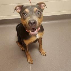 Shelter Stray Male Dog last seen , 3428 S Jenkins Ave, Norman, OK 73072, USA