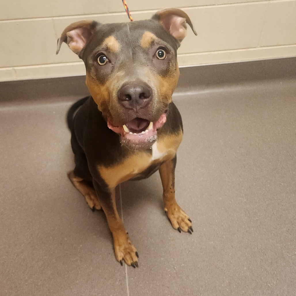 Shelter Stray Male Dog last seen , 3428 S Jenkins Ave, Norman, OK 73072, USA