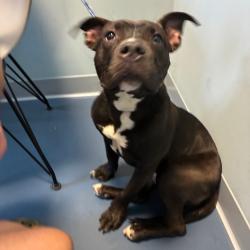 Shelter Stray Female Dog last seen , 980 Guilford College Rd, Greensboro, NC 27409, USA