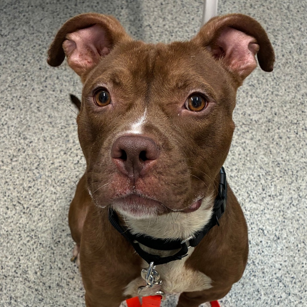 Shelter Stray Male Dog last seen , 1013 Garfield St, Oak Park, IL 60304, USA