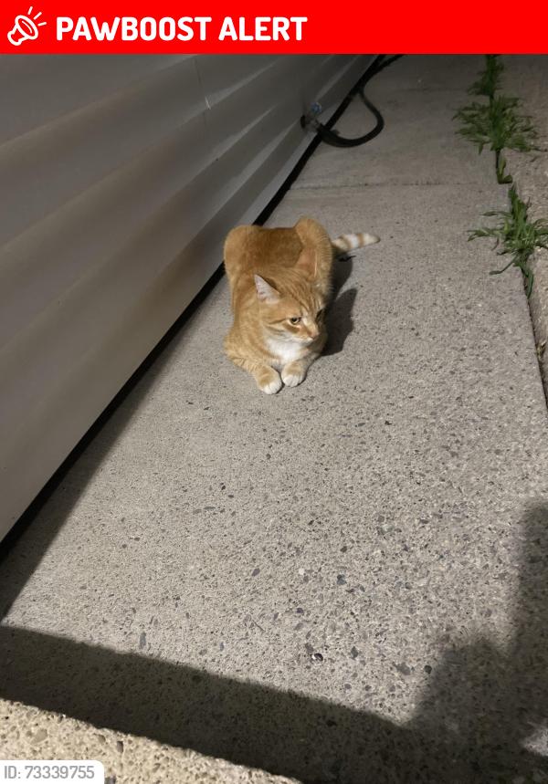 Lost Male Cat last seen Loretta and Krehmore, Tonawanda Town, NY 14223