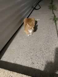 Lost Male Cat last seen Loretta and Krehmore, Tonawanda Town, NY 14223