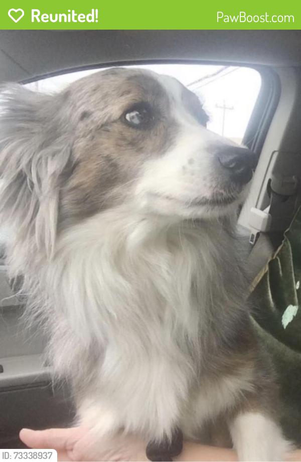 Reunited Female Dog last seen Greycliff and Welcome Dr, Live Oak, TX 78233