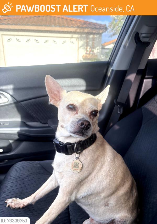 Found/Stray Male Dog last seen Gardenia st and manzanita dr, Oceanside, CA 92054