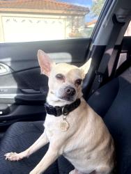 Found/Stray Male Dog last seen Gardenia st and manzanita dr, Oceanside, CA 92054