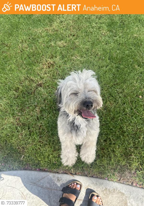 Found/Stray Male Dog last seen Near 1243 N Dresden Pl, Anaheim, CA 92801
