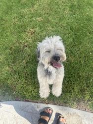 Found/Stray Male Dog last seen Near 1243 N Dresden Pl, Anaheim, CA 92801