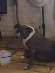 Found/Stray Female Dog last seen 43rd ave/ thomas rd, Phoenix, AZ 85031