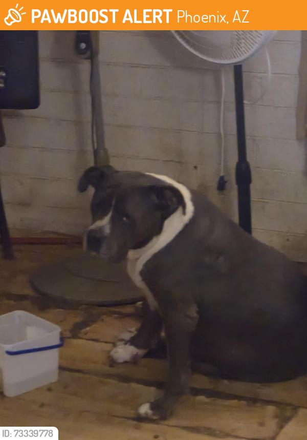 Found/Stray Female Dog last seen 43rd ave/ thomas rd, Phoenix, AZ 85031