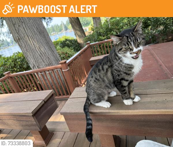 Found/Stray Female Cat last seen Lake Morton, Lake Morton-Berrydale, WA 98042