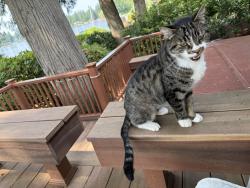 Found/Stray Female Cat last seen Lake Morton, Lake Morton-Berrydale, WA 98042