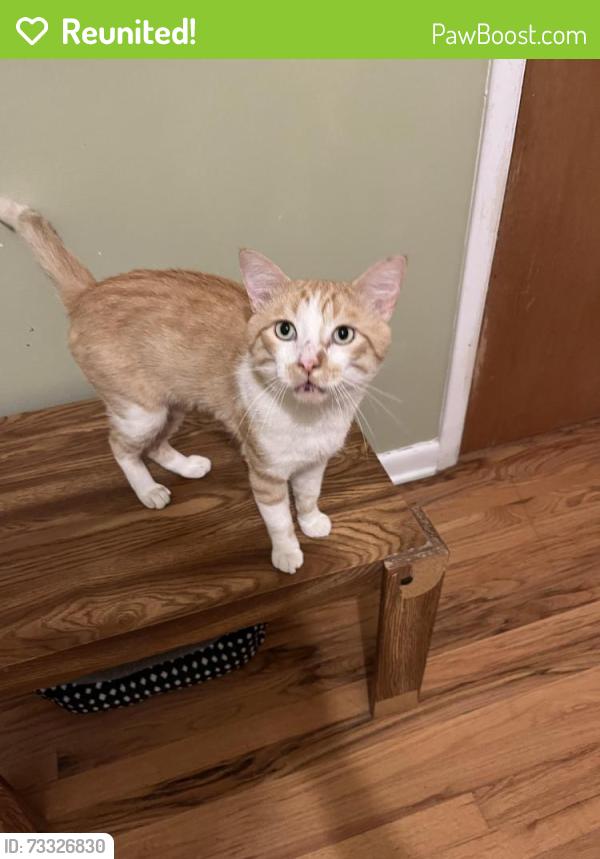 Reunited Male Cat last seen Emery Rd between Grant and Northglenn Dr, Northglenn, CO 80233