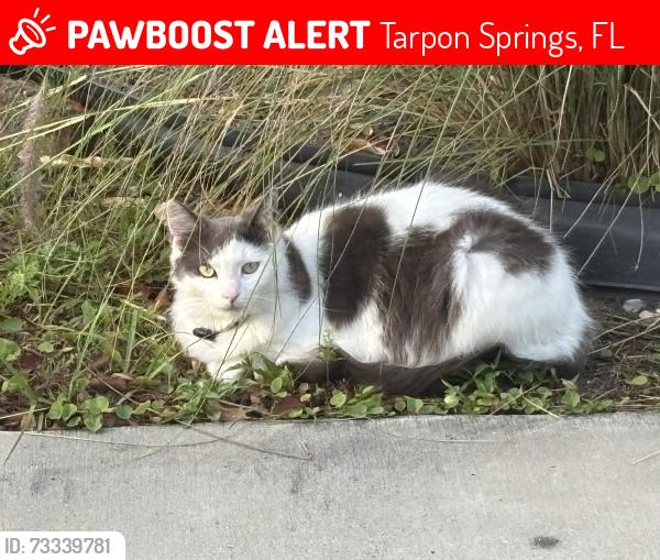 Lost Female Cat last seen Glades, Tarpon Springs, FL 34689