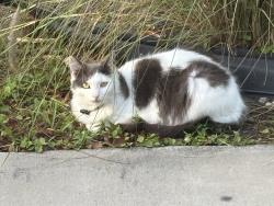 Lost Female Cat last seen Glades, Tarpon Springs, FL 34689