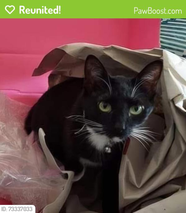 Reunited Female Cat last seen Five Oaks Drive, Covington, GA 30014