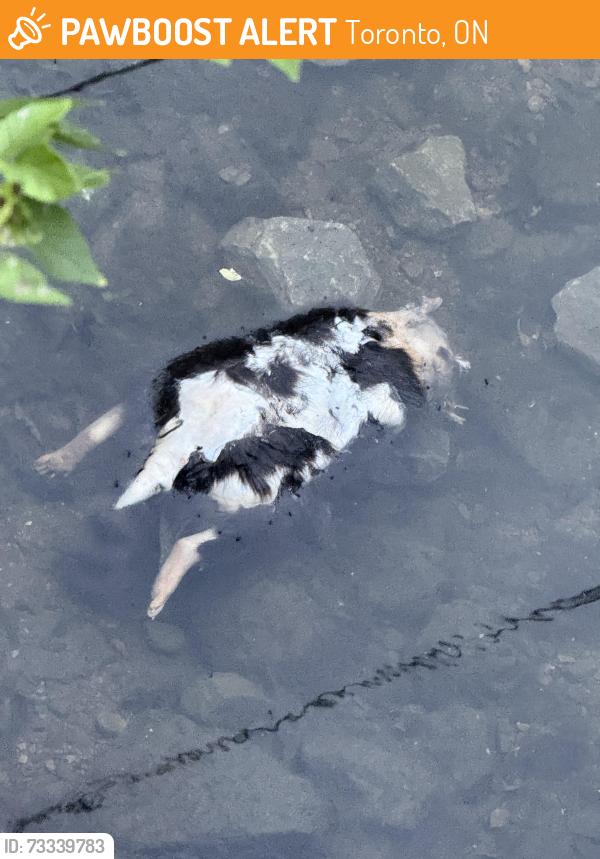 Found/Stray Unknown Other last seen Close to Maxome underneath the bridge, Toronto, ON 
