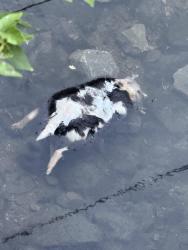 Found/Stray Unknown Other last seen Close to Maxome underneath the bridge, Toronto, ON 