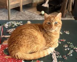 Reunited Male Cat last seen Near Carney Ln, Wimberley, TX 78676, USA, Wimberley, TX 78676