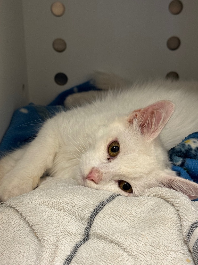 Shelter Stray Male Cat last seen Bexar County, 3353 Morningside Dr, New Braunfels, TX 78132, USA