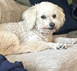 Reunited Male Dog last seen Revere ave, Fort Walton Beach, Fort Walton Beach, FL 32547