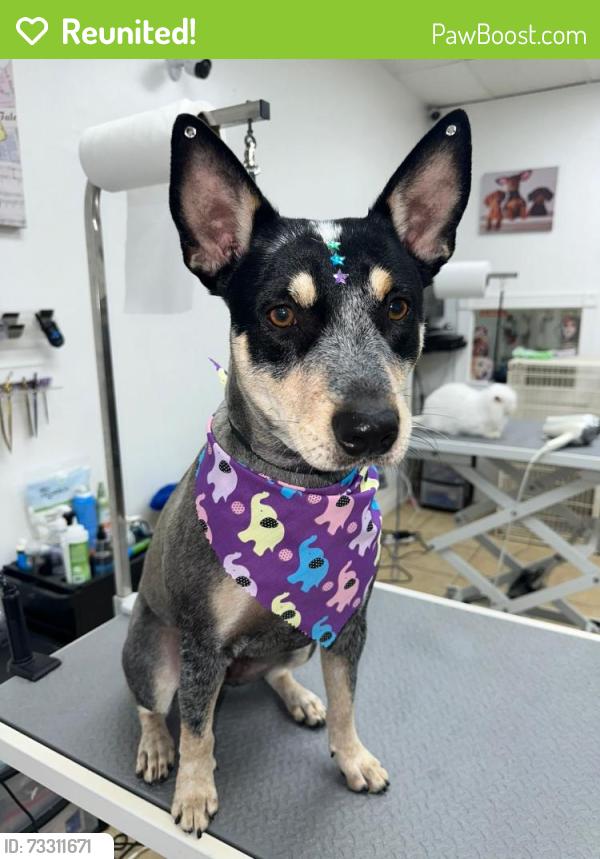 Reunited Female Dog last seen Near sw 160th 33331, Southwest Ranches, FL 33331