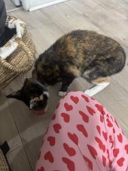Found/Stray Unknown Cat last seen Near my hse, New Haven, CT 06511