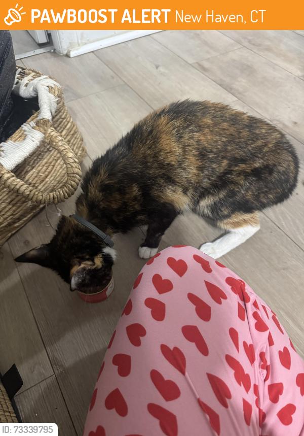Found/Stray Unknown Cat last seen Near my hse, New Haven, CT 06511