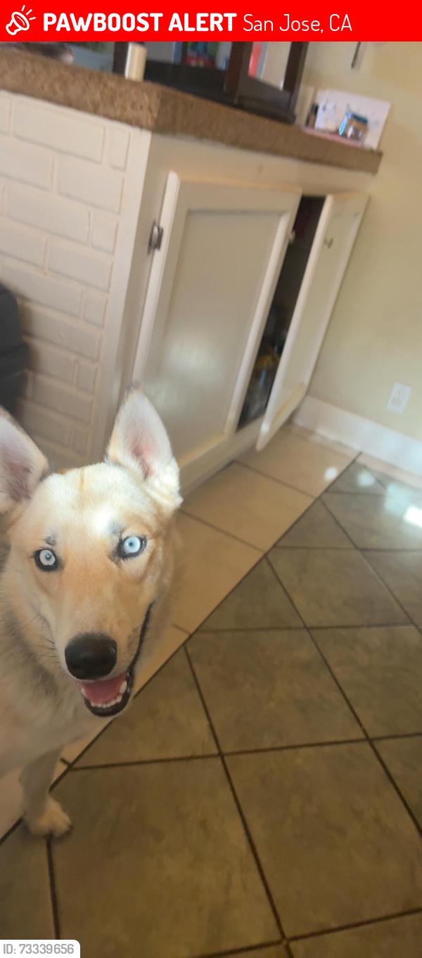 Lost Male Dog last seen Millbrook & lynview, San Jose, CA 95148