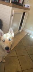 Lost Male Dog last seen Millbrook & lynview, San Jose, CA 95148