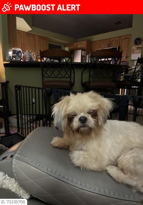 Lost Female Dog last seen Pondella off Pine Island. N 41, North Fort Myers, FL 33903
