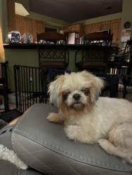 Lost Female Dog last seen Pondella off Pine Island. N 41, North Fort Myers, FL 33903