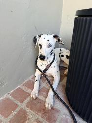 Found/Stray Female Dog last seen Hayvenhurst and Encino Hills Dr, Los Angeles, CA 91436