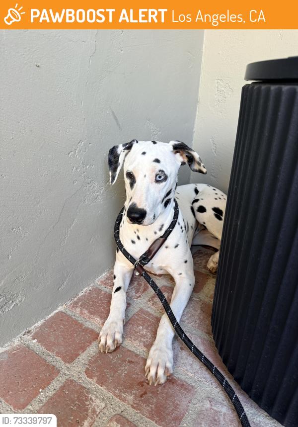 Found/Stray Female Dog last seen Hayvenhurst and Encino Hills Dr, Los Angeles, CA 91436