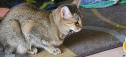 Lost Female Cat last seen Stetson & Kirby, Hemet, CA 92545