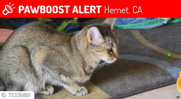 Lost Female Cat last seen Stetson & Kirby, Hemet, CA 92545