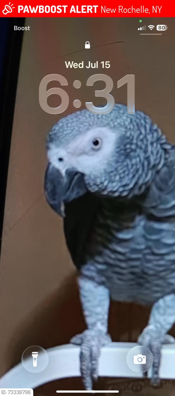 Lost Female Bird last seen Near Brookside Pl., New Rochelle, New Rochelle, NY 10801