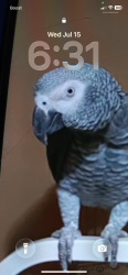 Lost Female Bird last seen Near Brookside Pl., New Rochelle, New Rochelle, NY 10801