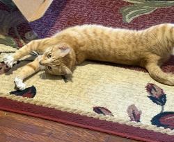 Found/Stray Female Cat last seen King Street and Belvedere, York, PA 17401