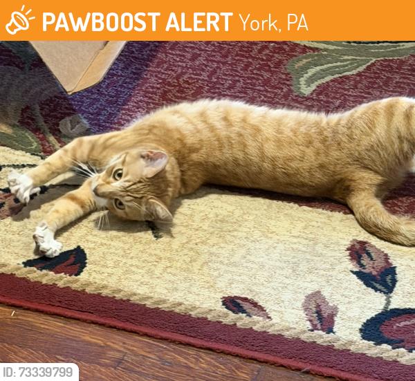 Found/Stray Female Cat last seen King Street and Belvedere, York, PA 17401