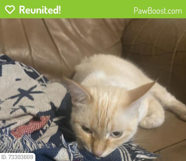 Reunited Male Cat last seen Barnes St, Raines St, McKinney, TX 75069