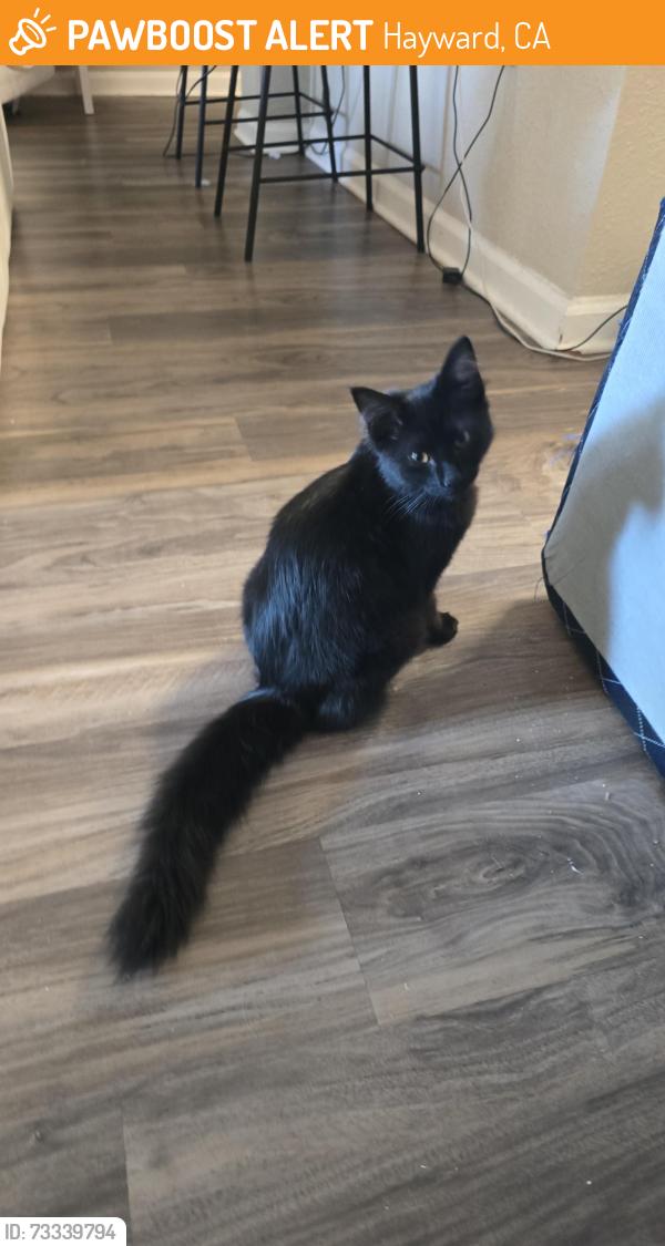 Found/Stray Female Cat last seen Near Shelly Ln, Hayward, CA, Hayward, CA 94544